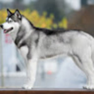 Meet your Posher, Phoebe